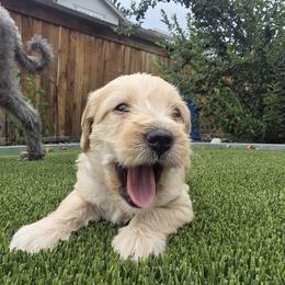 Frankie Gray - Cream male Labradoodle puppy in Commerce City, Colorado from Playful Paws Labradoodles