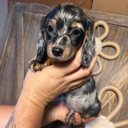 Pete - Dapple male Dachshund puppy in Moreno Valley, California from rdachshunds