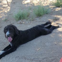 Daisy - Labradoodle