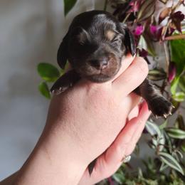Truffle- CKC - Black and tan male Dachshund puppy in Loganville, Georgia from Royal Dackel Haus