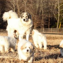 Great Pyrenees and Leonberger Puppies from Easter Acres