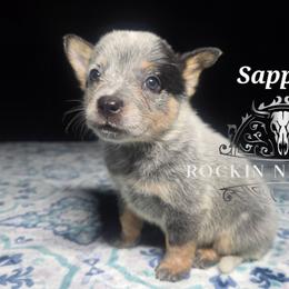 Sapphire - Blue female Australian Cattle Dog puppy in Silsbee, Texas from Rockin ND Ranch
