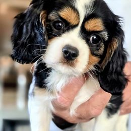 Cavalier King Charles Spaniel Puppies from Dixie Bass