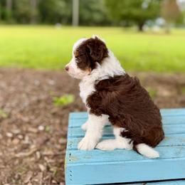 Paris - Brown and white female Aussiedoodle puppy in Dunn, North Carolina from Sandy Creek Kennels