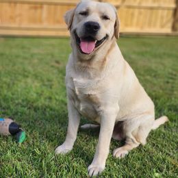 Tucker - Labrador Retriever