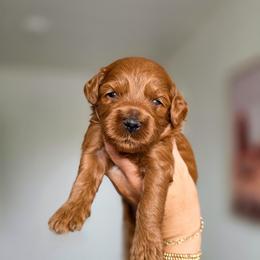 McKinnie - Red  male Goldendoodle puppy in Moses Lake, Washington from Macy Meadows Doodles