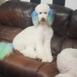 Abu - Poodle