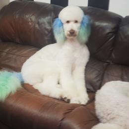 Abu - Poodle