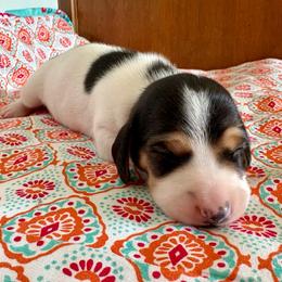 Judge - Piebald male Dachshund puppy in Woodlake, California from Wild West Weenies