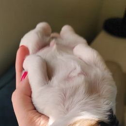 Biewer Terrier and Yorkshire Terrier Puppies from 1.StarDreamPups