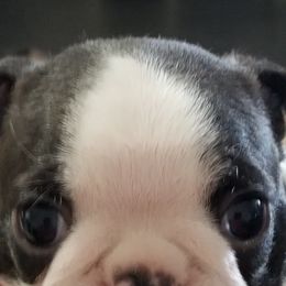 Boston Terriers from BoJenx Bostons