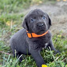 Fisher - Charcoal male Dilute Retriever puppy in Baldwin City, Kansas from Hedge Lane Labradors