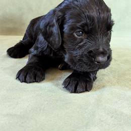 NOT A PET Working home only - Black male English Cocker Spaniel puppy in Phillips, Nebraska from Fenloch Gundogs