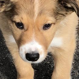 Border Collie Puppies from Burke BC’s