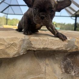 Chunka - Brindle male French Bulldog puppy in Saucier, Mississippi from Mississippi Sound Frenchies