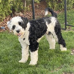 Ollie - Portuguese Water Dog