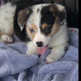 American Corgi and Pembroke Welsh Corgi Puppies from Red White & Bluie Corgi