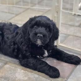 Fraiser - Black and white male Portuguese Water Dog puppy in Hammonton, New Jersey from Jersey Girls Portuguese Water Dogs