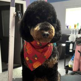 Golden Retriever and Poodle All Grown Up from ERSA Acres Golden Retrievers...limited registration only offered