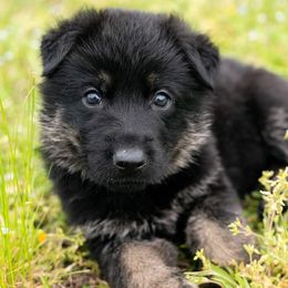 German Shepherd Puppies from Reign Land