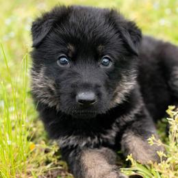 German Shepherd Puppies from Reign Land