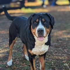 Pepper - Greater Swiss Mountain Dog