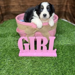 Girl 2 - Black tri-color female Australian Shepherd puppy in Crystal River, Florida from Copper Top Aussies