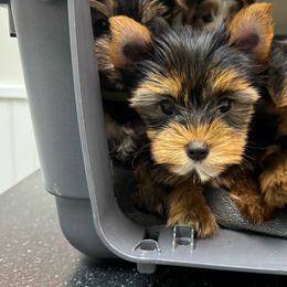 Traditional female (no collar ) - Black and tan Yorkshire Terrier puppy in Pikeville, North Carolina from A Yorkie’s World