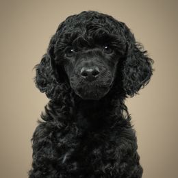 Poodle puppies from Firefly Farm Poodles