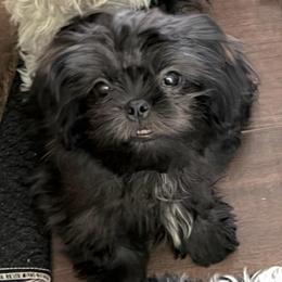Oscar - Black male Shih Tzu puppy in Victorville, California from RUMBLE n TUMBLE