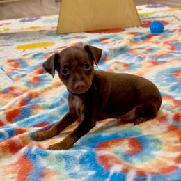 Video Robbie - Chocolate and tan male Miniature Pinscher puppy in Eatonton, Georgia from TNT Puppies