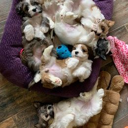 Havanese Puppies from Pam Baird's Havanese Puppies