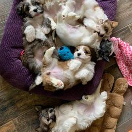 Havanese Puppies from Pam Baird's Havanese Puppies