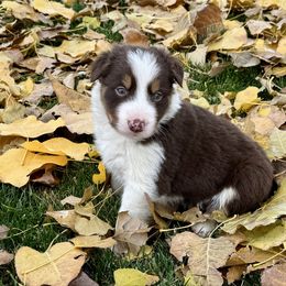 Boy 2 Red Tri Rough Coat - Tri-color male Border Collie puppy in Centerville, Washington from Forthright Farms