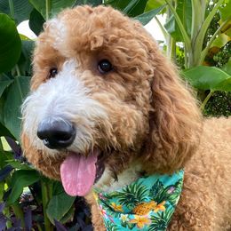 WBG Pebbles - Goldendoodle