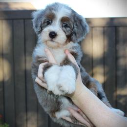 Jade - Blue merle female Bernedoodle puppy in Eagle Mountain, Utah from Fur Real Puppies.
