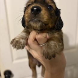 Astro - Red male Dachshund puppy in Conroe, Texas from R&M Dachshunds