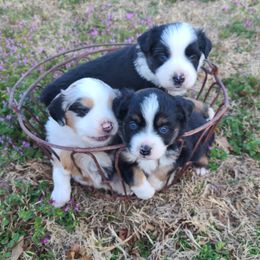 Miniature Australian Shepherds from Robinson Mini Aussies