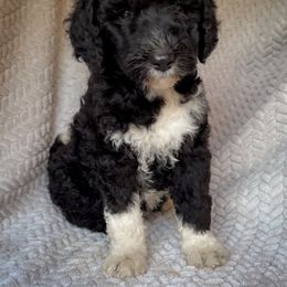 Raven - Black and white female Bernedoodle puppy in Grant City, Missouri from Timberline Paws