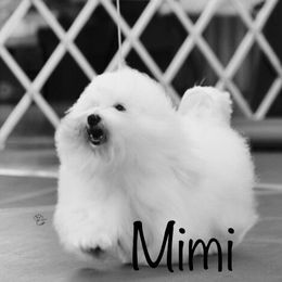 Mimi - Coton de Tulear