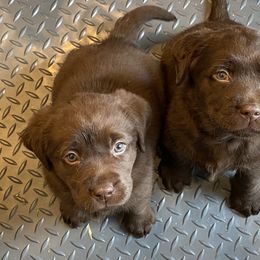 Labrador Retriever Puppies from Viklan Labradors