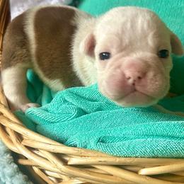 Amun - Fawn and white male Bulldog puppy in Fort White, Florida from Bullgodz English Bulldogs