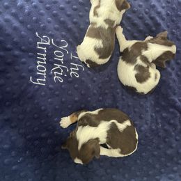 Yorkshire Terrier Puppies from The Yorkie Armory