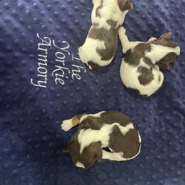 Yorkshire Terrier Puppies from The Yorkie Armory