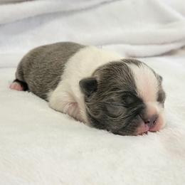 Boston Terrier Puppies from White Valley Boston Terriers