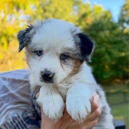Hudson - Blue merle male Australian Shepherd puppy in Makanda, Illinois from S.I. Aussie
