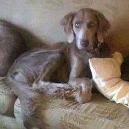 Stanley - Long Haired Weimaraner