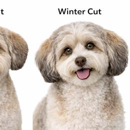Havanese All Grown Up from Melissa Adams