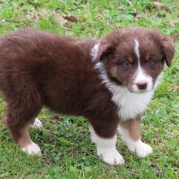 Tate - Red tri-color male Australian Shepherd puppy in Kansas, Oklahoma from Windy G Farm