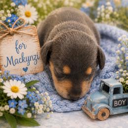 Blue - Blue and tan male Dachshund puppy in Lakeland, Florida from Berry Dachshunds